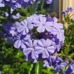 Миниатюра к http://Plumbago