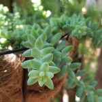 Миниатюра к http://Sedum%20morganianum
