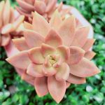 Миниатюра к http://Sedum%20morganianum%20Golden%20Glow