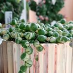 Миниатюра к http://Senecio%20rowleyanus%20Вариегатный