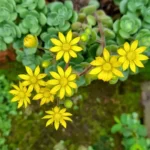 Миниатюра к http://Aichryson%20laxum