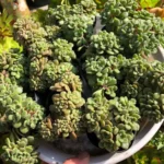 Миниатюра к http://Aichryson%20tortuosum