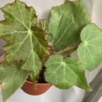 Миниатюра к http://Begonia%20manicata