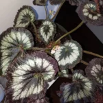 Миниатюра к http://Begonia%20rex