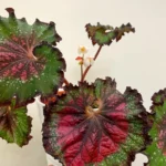 Миниатюра к http://Begonia%20rex