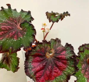 Begonia rex