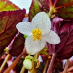 Миниатюра к http://Begonia%20rex