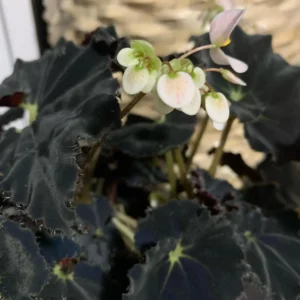 Begonia Rex Dark Mambo