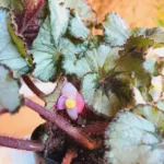 Миниатюра к http://Begonia%20Rex%20Escargot