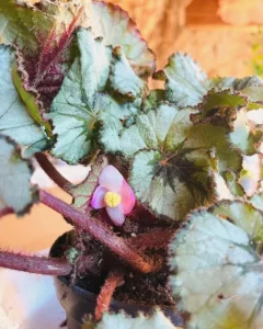 Begonia Rex Escargot