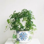 Миниатюра к http://cissus%20striata