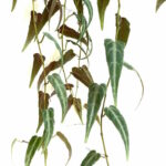 cissus amazonica