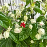 Миниатюра к http://Clerodendrum%20thomsoniae
