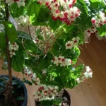 Миниатюра к http://Clerodendrum%20thomsoniae