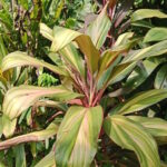 Миниатюра к http://Cordyline%20australis