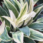 Миниатюра к http://Cordyline%20fruticosa