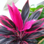 Миниатюра к http://Cordyline%20fruticosa