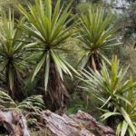 Миниатюра к http://Cordyline%20indivisa