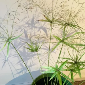 Cyperus diffusus
