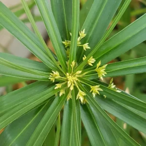 Cyperus diffusus