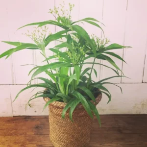 Cyperus diffusus