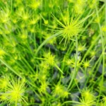 Миниатюра к http://Cyperus%20helferi