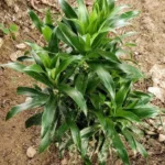 Миниатюра к http://Dracaena%20fragrans%20Compacta