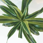 Миниатюра к http://Dracaena%20fragrans%20Lemon%20Lime