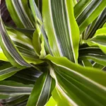 Миниатюра к http://Dracaena%20fragrans%20Lemon%20Lime