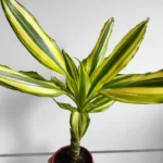 Миниатюра к http://Dracaena%20fragrans%20Lemon%20Lime