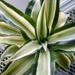 Миниатюра к http://Dracaena%20fragrans%20Malaika