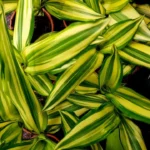 Миниатюра к http://Dracaena%20fragrans%20Yellow%20Coast