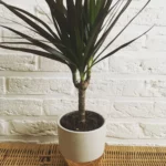 Миниатюра к http://Dracaena%20Magenta