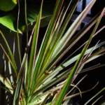 Миниатюра к http://Dracaena%20marginata%20bicolor