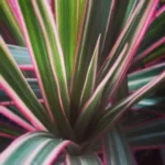 Миниатюра к http://dracaena%20marginata%20tricolor