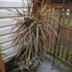 Миниатюра к http://dracaena%20marginata%20tricolor