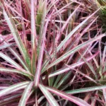 Миниатюра к http://dracaena%20marginata%20tricolor