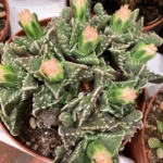 Миниатюра к http://Faucaria%20tuberculosa