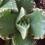 Миниатюра к http://Faucaria%20tuberculosa