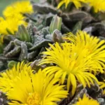 faucaria tuberculosa