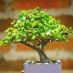 Миниатюра к http://Portulacaria%20afra%20Variegata