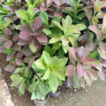 Миниатюра к http://Synadenium
