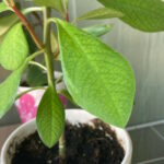 Миниатюра к http://Synadenium%20grantii